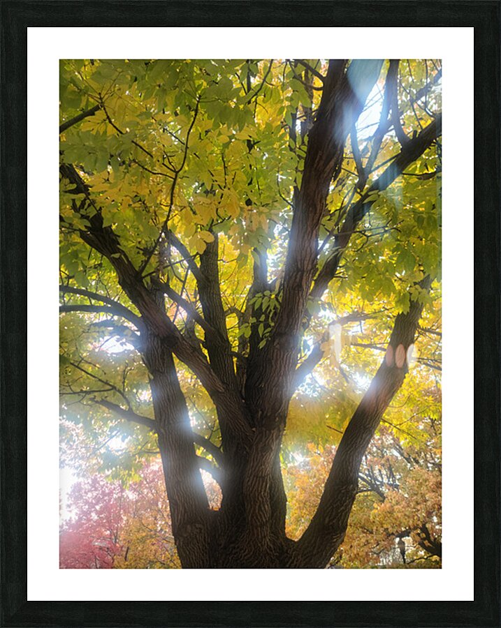 Fall Transition: Beneath the Light of Leaves Picture Frame print