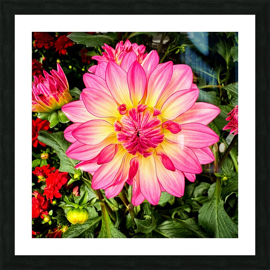 Petal Prism: Nature’s Geometry Picture Frame print