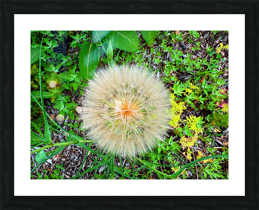 The Poetic Geometry of a Meadow’s Breath Picture Frame print