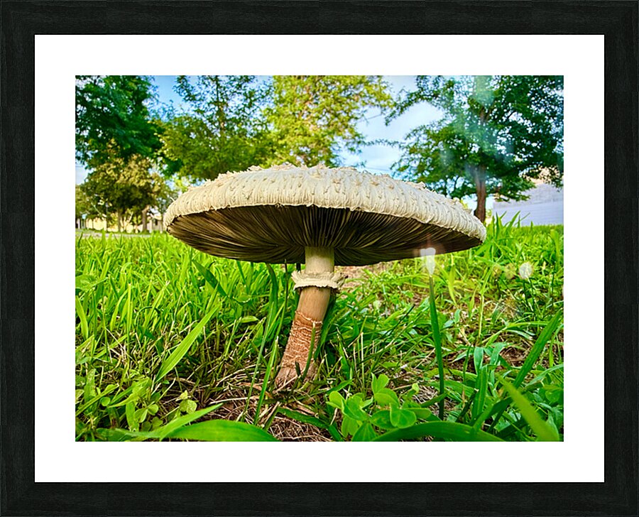  Fine Art print