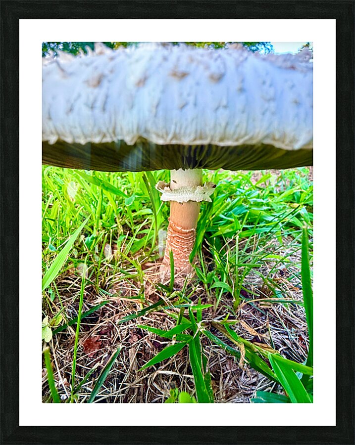 Under the Cap: A Fungal World Revealed Picture Frame print
