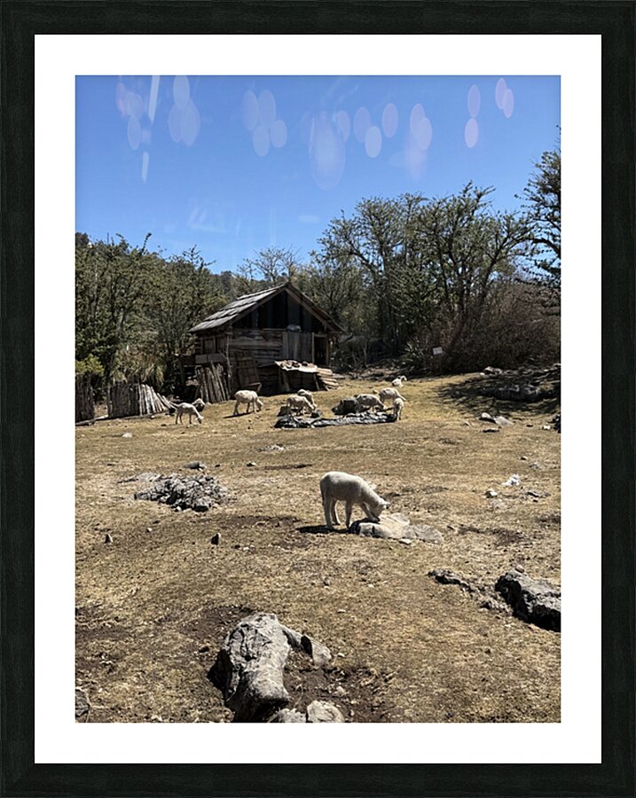 IMG 9504 Picture Frame print