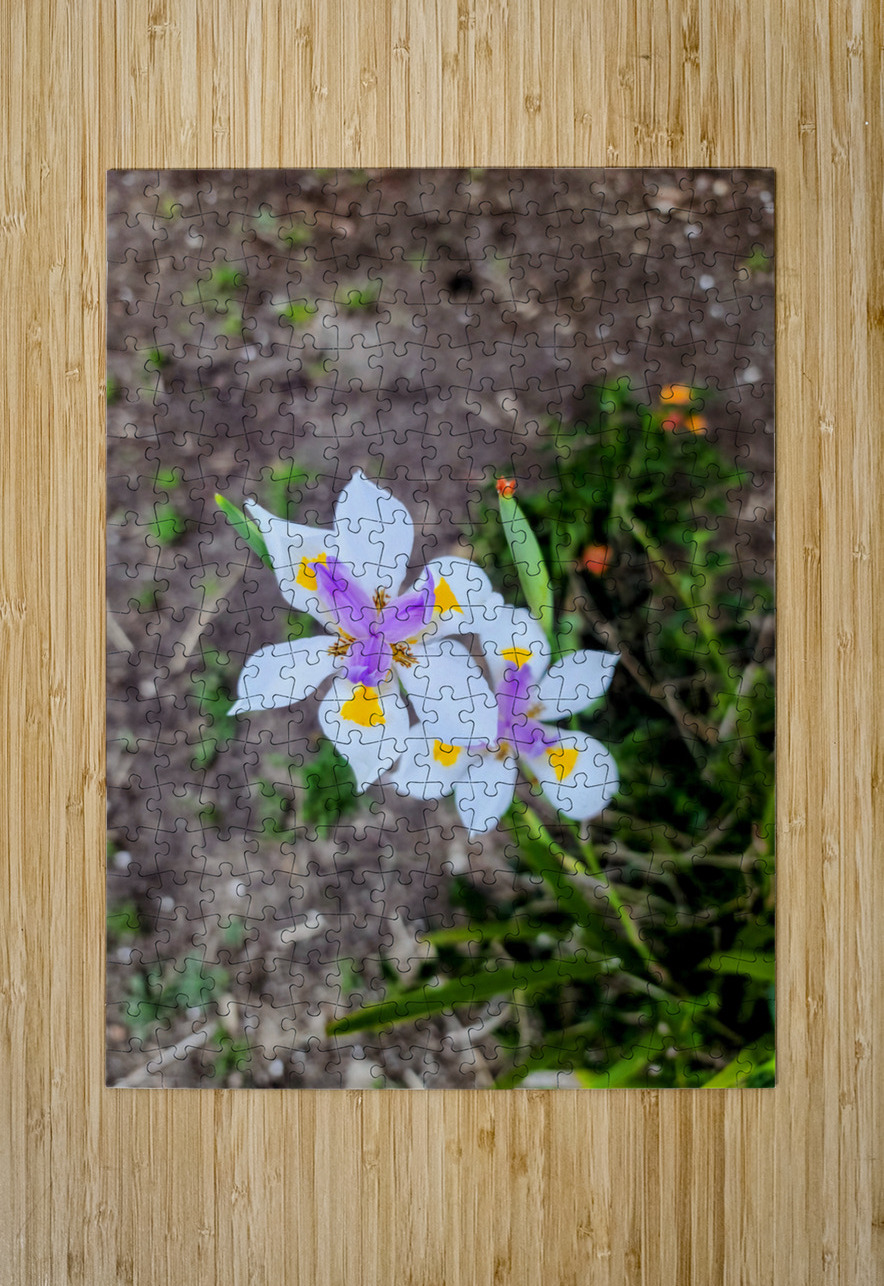 Fortnight Lily Flowers:  The Unfolding of African Iris in Earth’s Stillness Click4Pix Puzzle printing