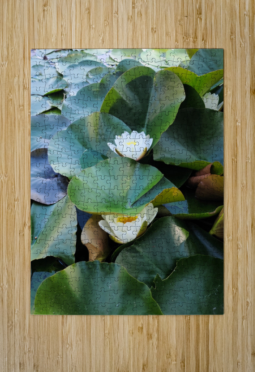 Hidden Beauty Water Lily Click4Pix Puzzle printing
