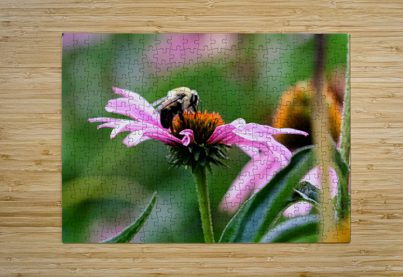 A Bumblebee’s Pause on Coneflower Click4Pix Puzzle printing