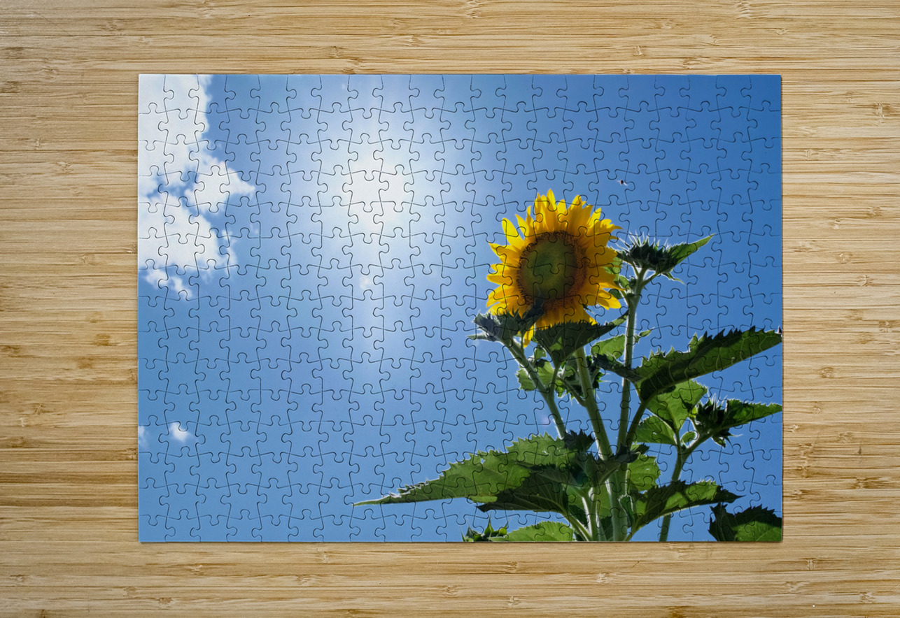 Skyward Confession: A Sunflower’s Secret Click4Pix Puzzle printing