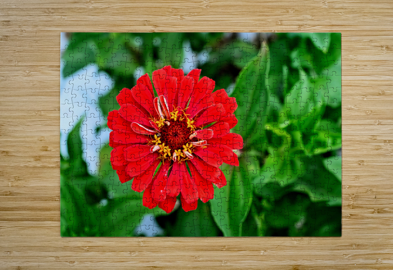 A Zinnia in Meditative Bloom Click4Pix Puzzle printing
