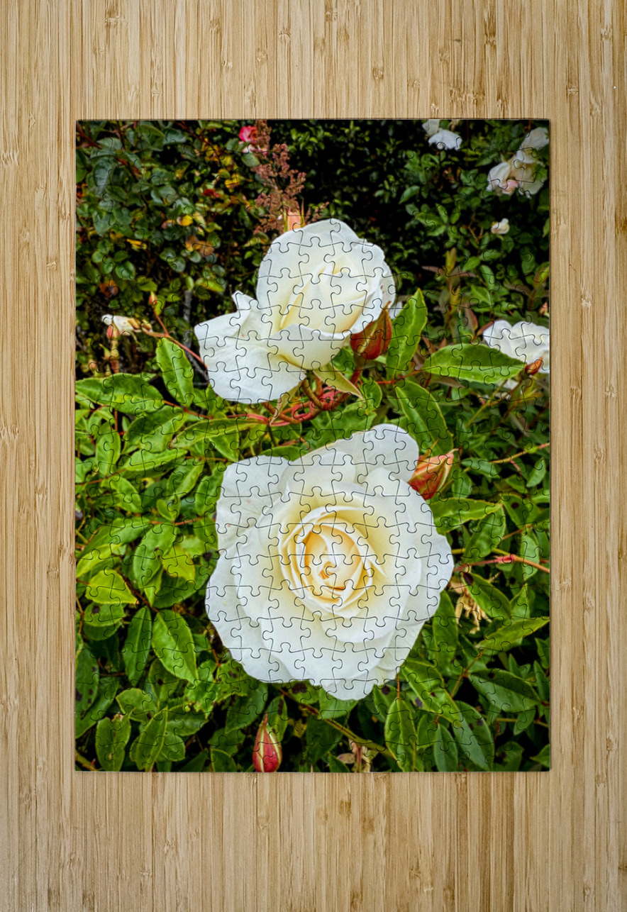 White Rose: Porcelain Breeze Click4Pix Puzzle printing