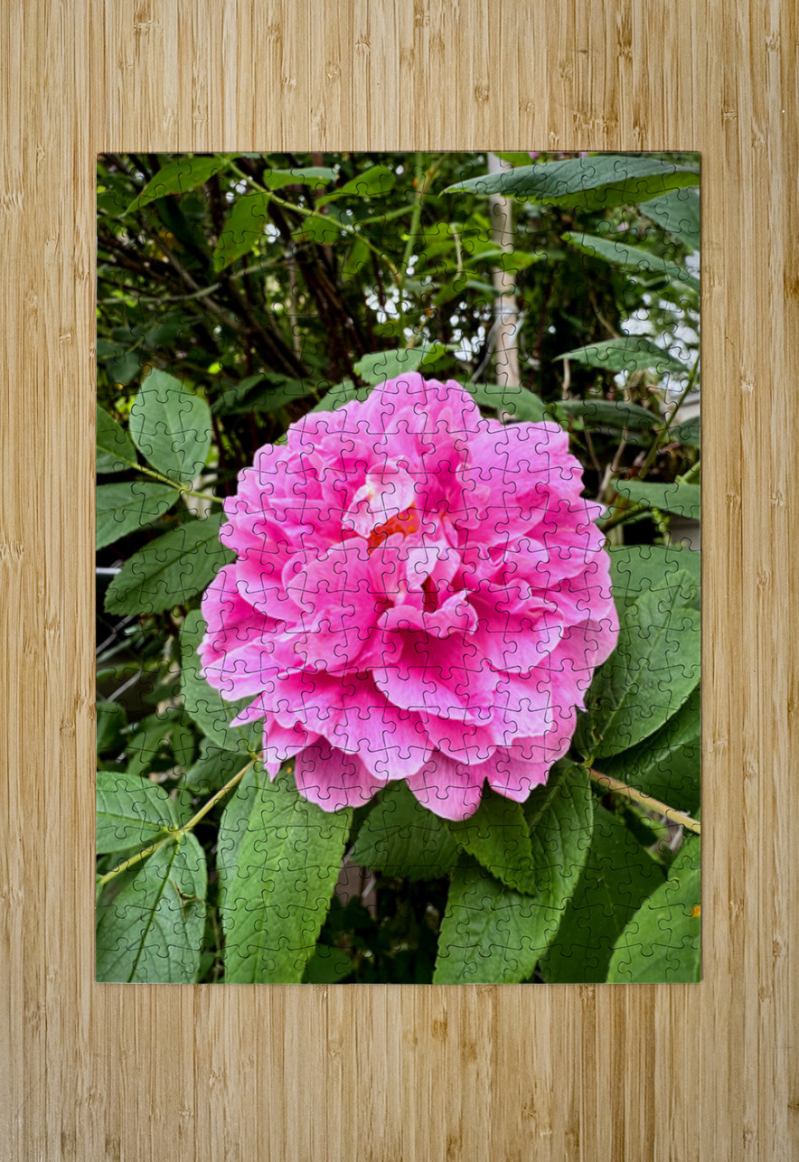 Rugosa Rose: Still She Blooms Click4Pix Puzzle printing