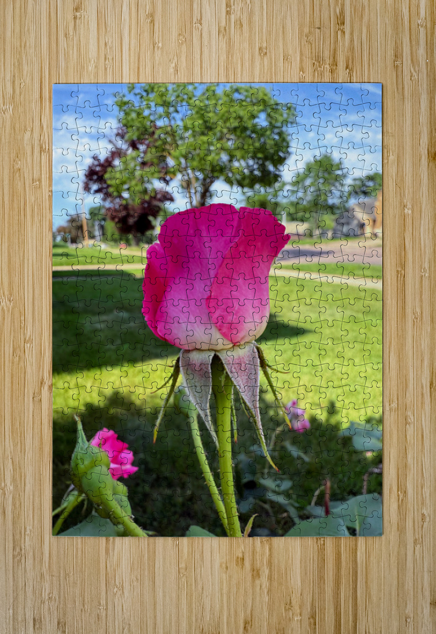 The Rose That Waits: Patience in Pink Click4Pix Puzzle printing