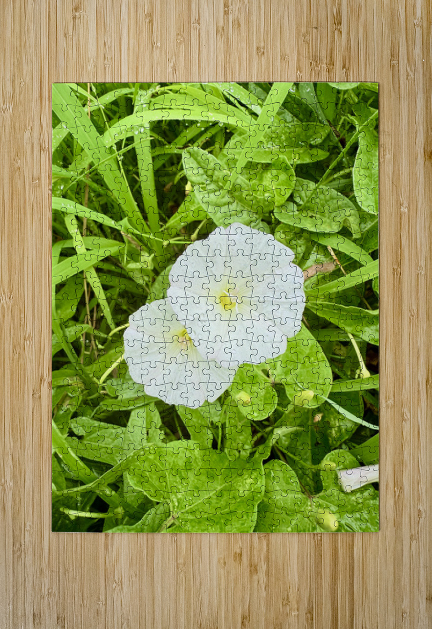 Paired in Bloom: Bindweed Duo Click4Pix Puzzle printing