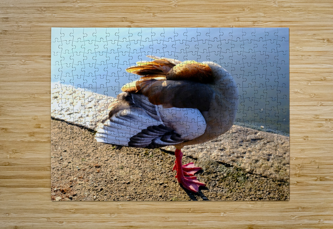 Headless Duck Click4Pix Puzzle printing