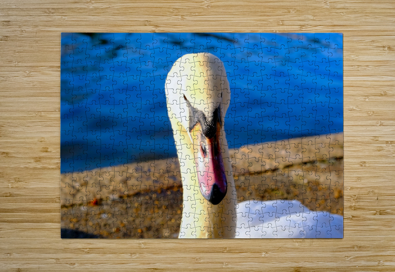 Riverside Swan Close-Up Click4Pix Puzzle printing