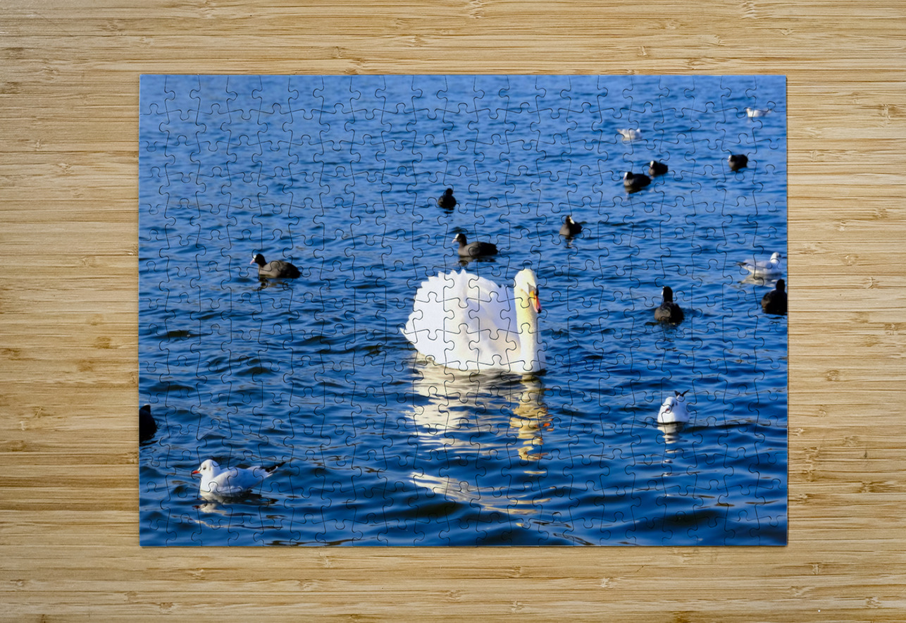 Grace in the Blue: A Swan Among Friends Click4Pix Puzzle printing