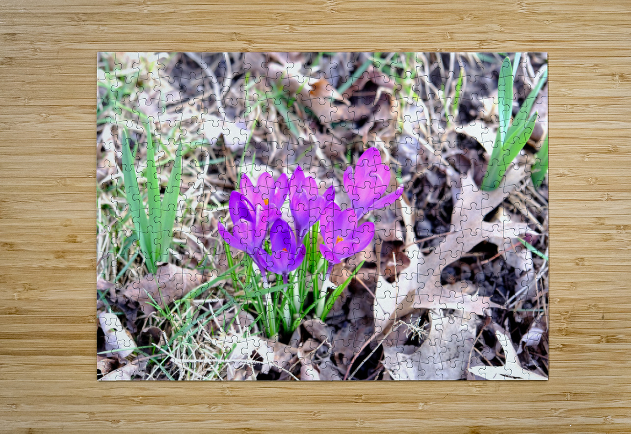 Crocus Revival Click4Pix Puzzle printing