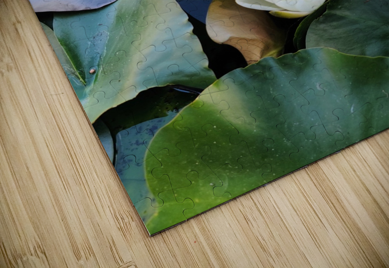 Hidden Beauty Water Lily Click4Pix Puzzle