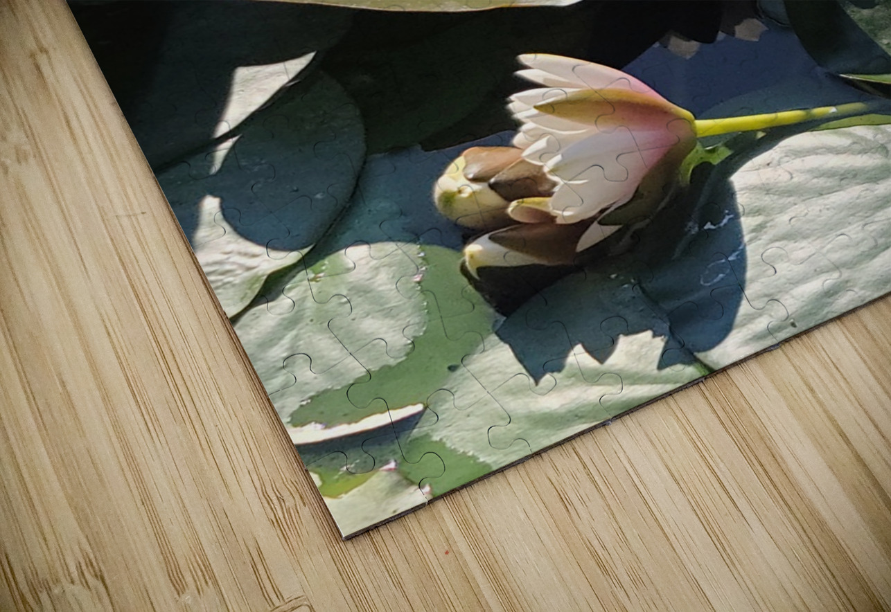 Sun-Kissed Petals: A Lilys Morning Click4Pix Puzzle