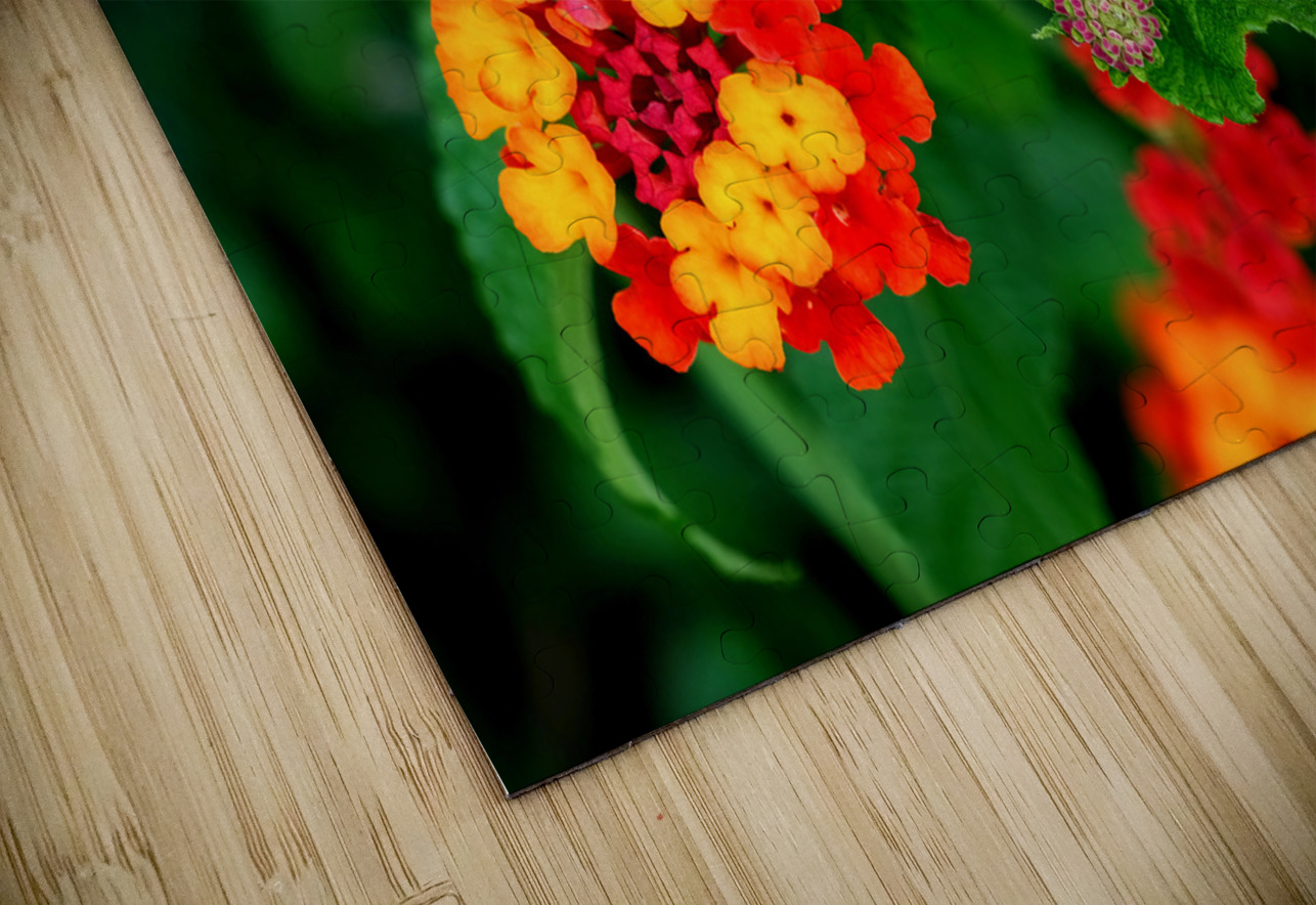 Color that Heals: The Medicinal Heart of Lantana Camara Click4Pix Puzzle