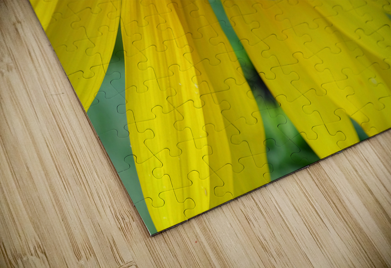 Bee Under the Sunflower:  The Architect of Harvest Click4Pix Puzzle