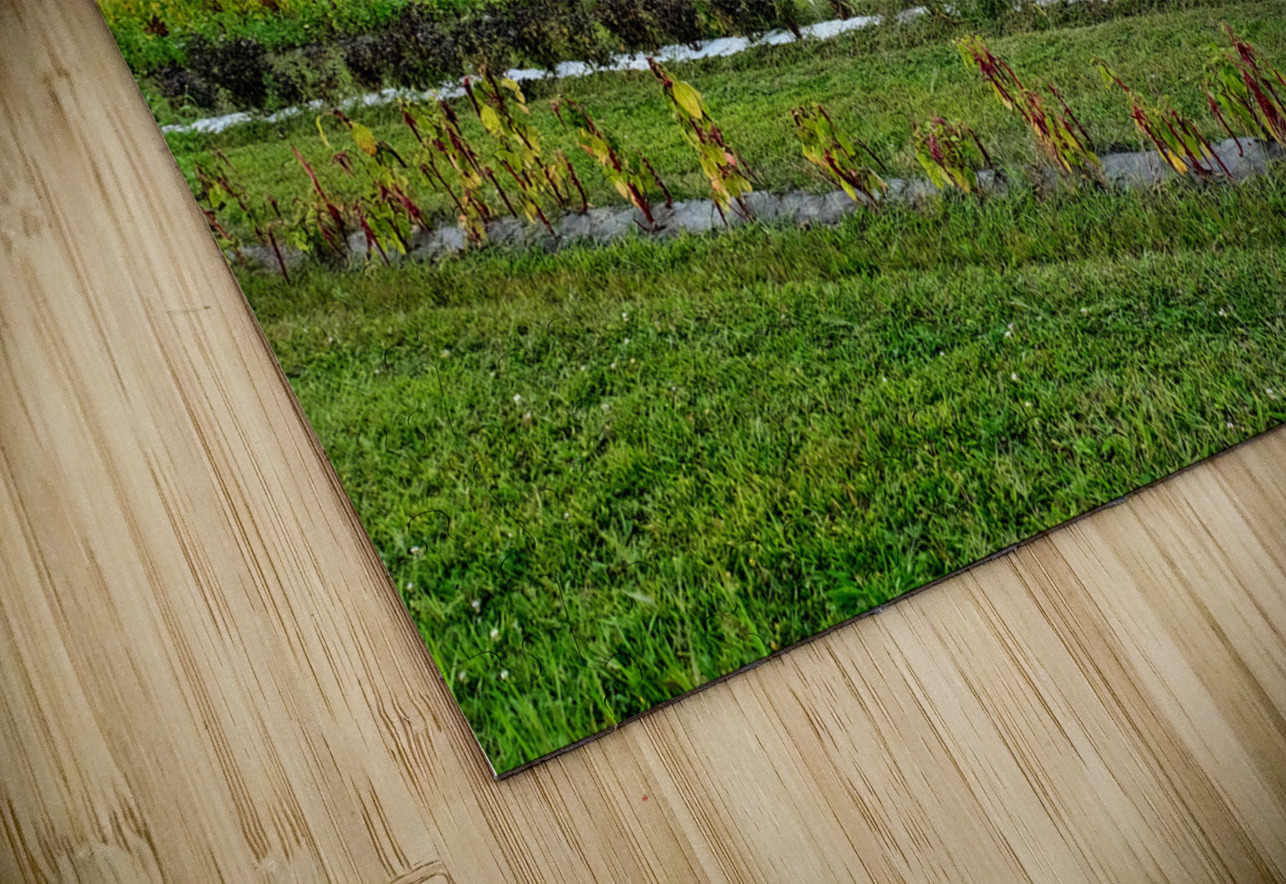 The Silent Pulse of Cultivation Click4Pix Puzzle