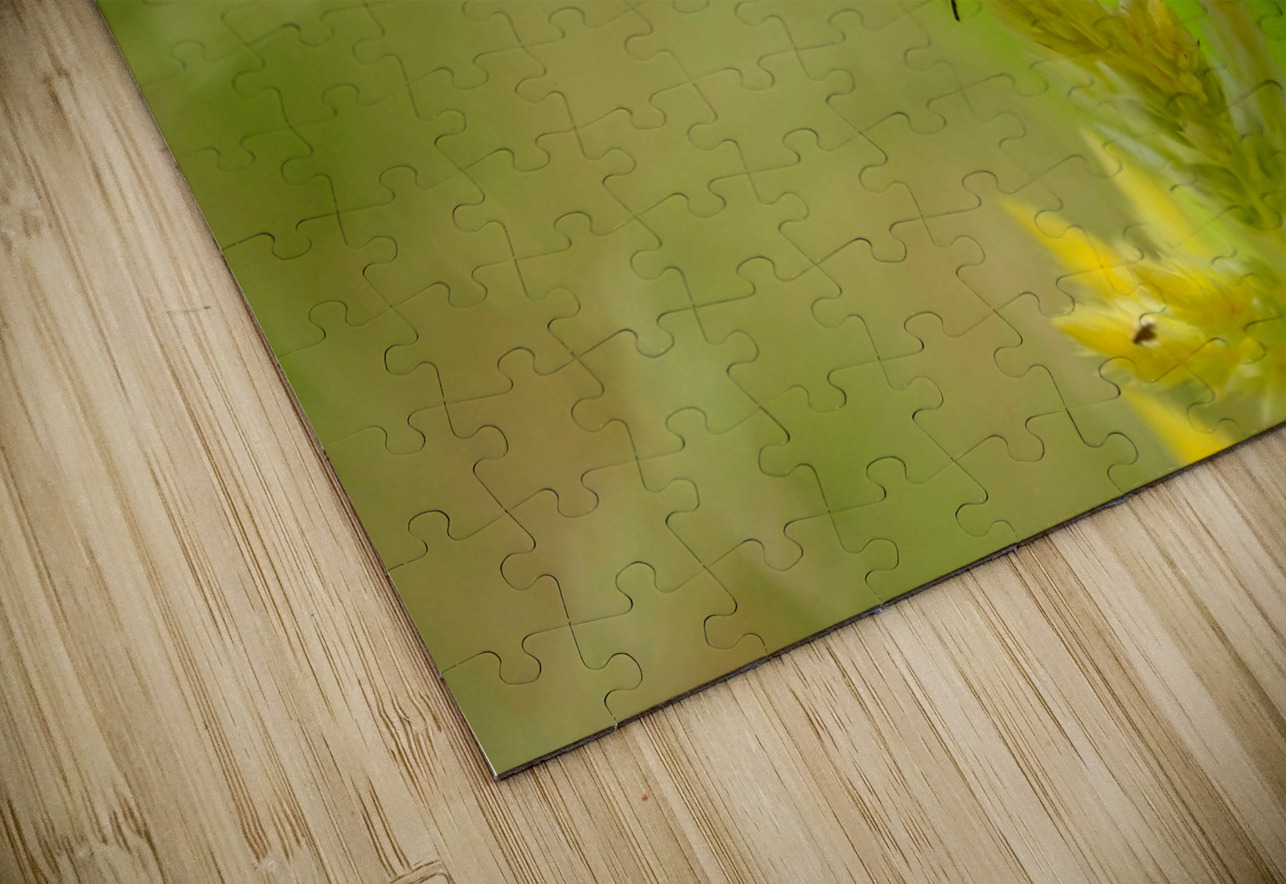 Buckeye Butterfly: Nature’s Tiny Oracle Click4Pix Puzzle