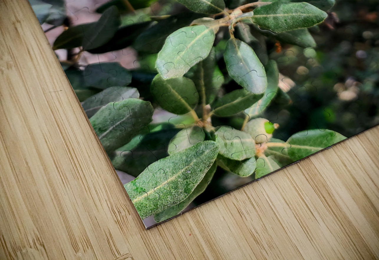 Beneath the Olive Shade Click4Pix Puzzle