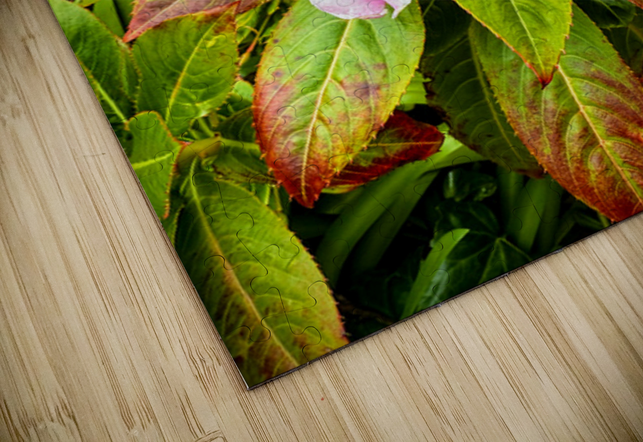 Floravox: The Soft-Spoken Twins Click4Pix Puzzle