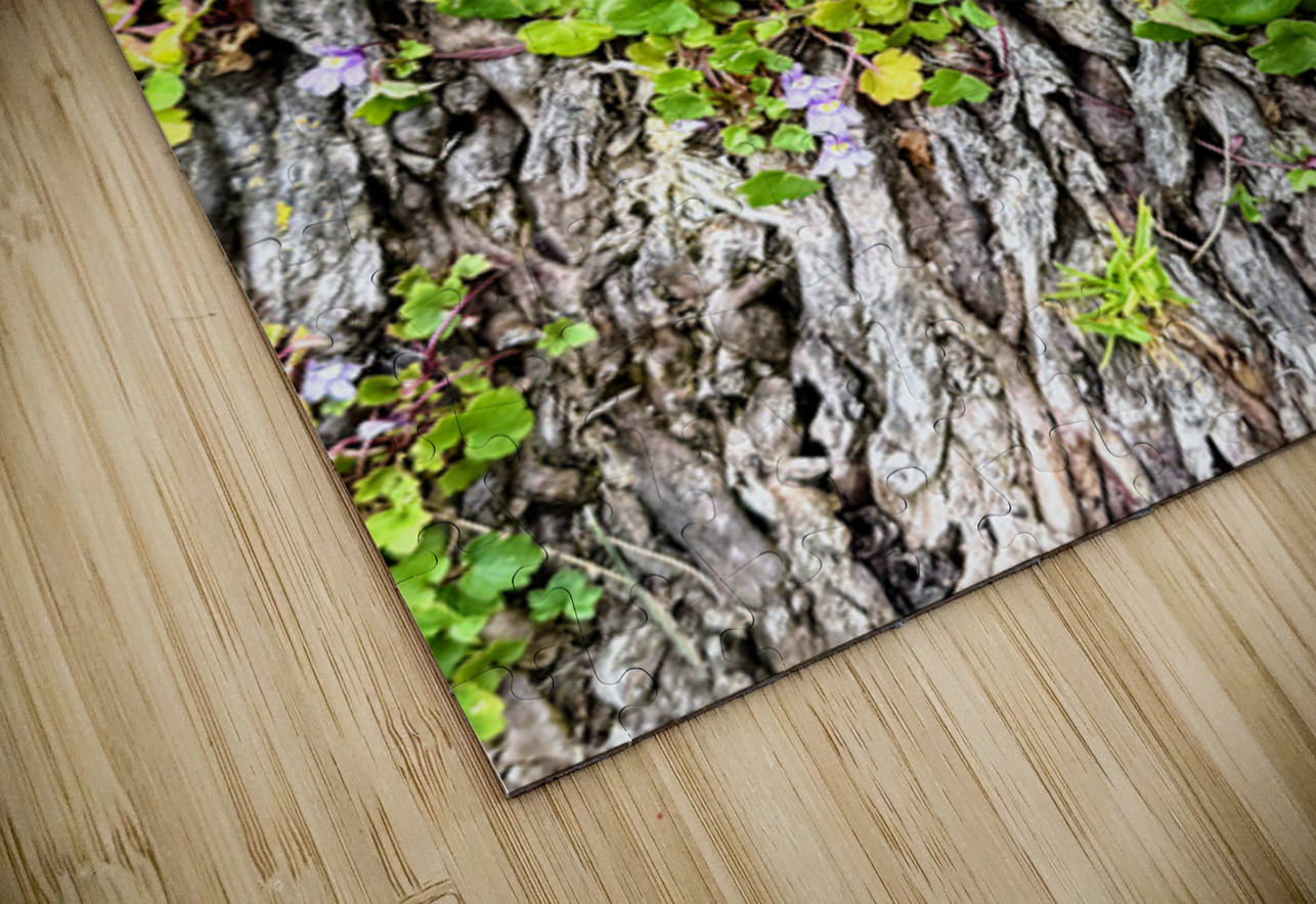  Ivy-leaved Toadflax: A Green Defiance Click4Pix Puzzle
