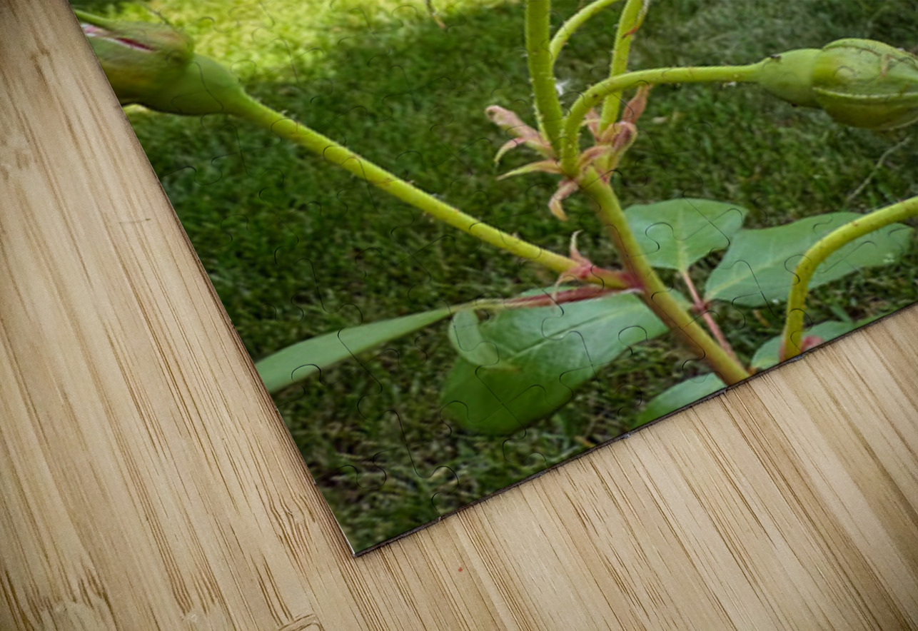 The Rose That Listened to the Wind Click4Pix Puzzle