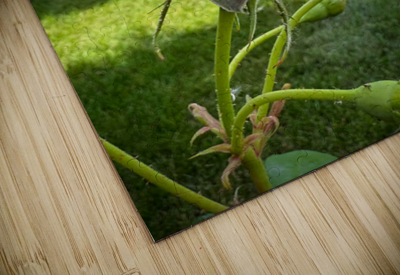 Petal by Petal: Becoming Beautiful Without Permission Click4Pix Puzzle