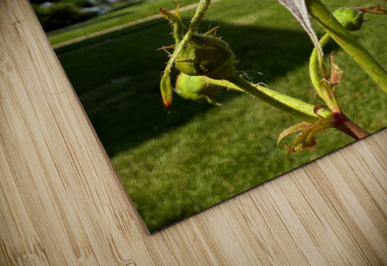 Unspoken Flame of the Garden’s Soul Click4Pix Puzzle