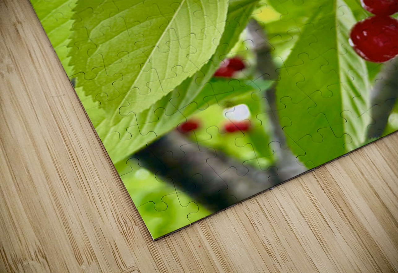 The Cherry Covenant: Nature’s Silent Promise Click4Pix Puzzle