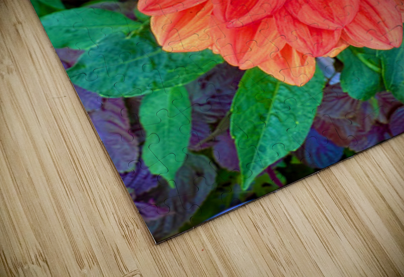 Dahlia Inferna: The Flame That Blossoms Click4Pix Puzzle