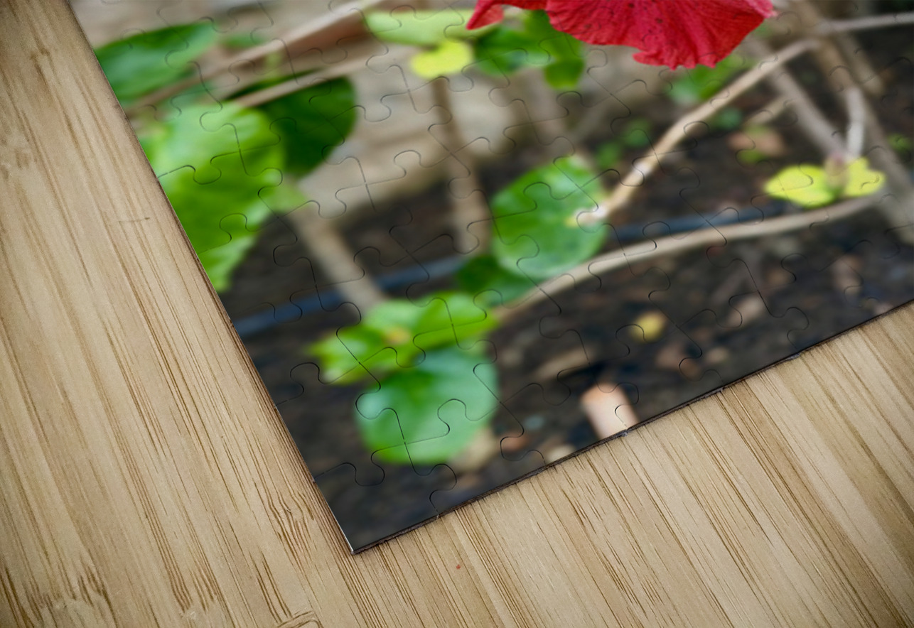 IMG 9955 Click4Pix Puzzle