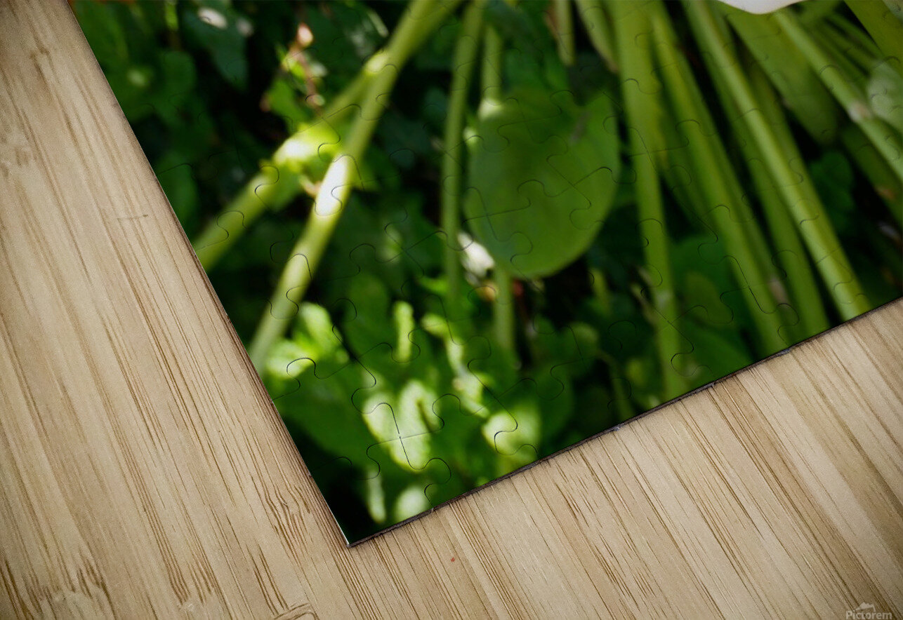 Golden Rod Exposed Click4Pix Puzzle