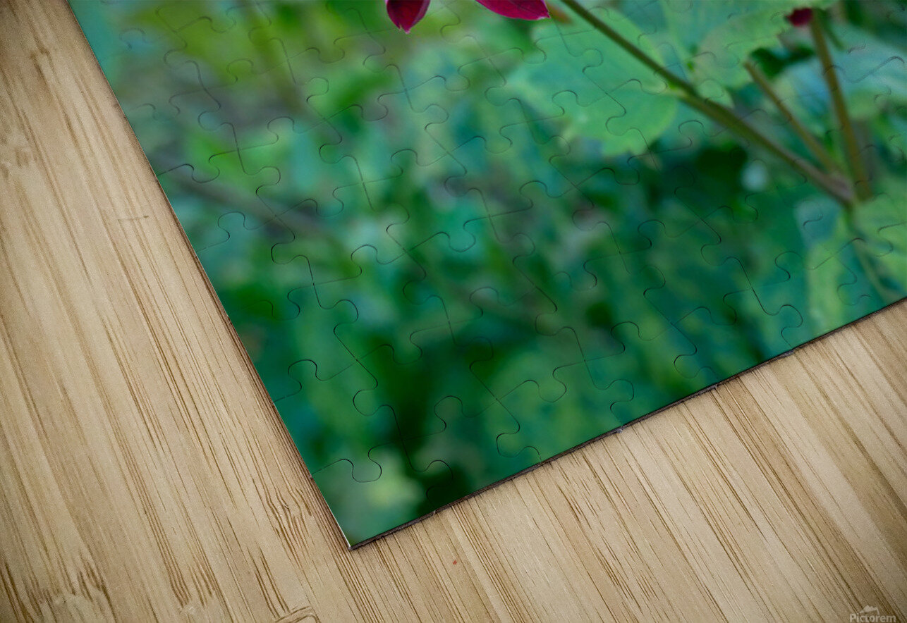 Flower Bloom 5 Click4Pix Puzzle