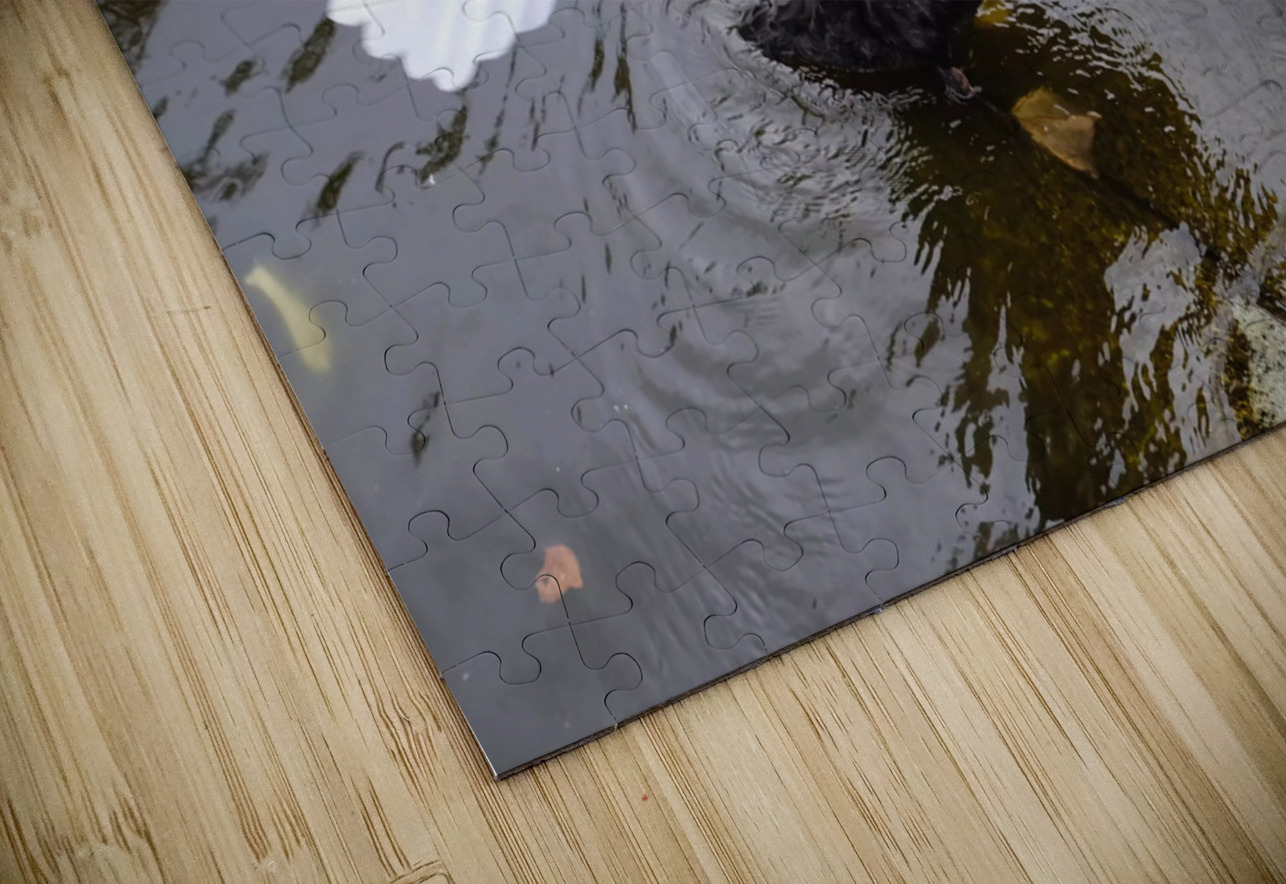 A Black Swan Moment Click4Pix Puzzle