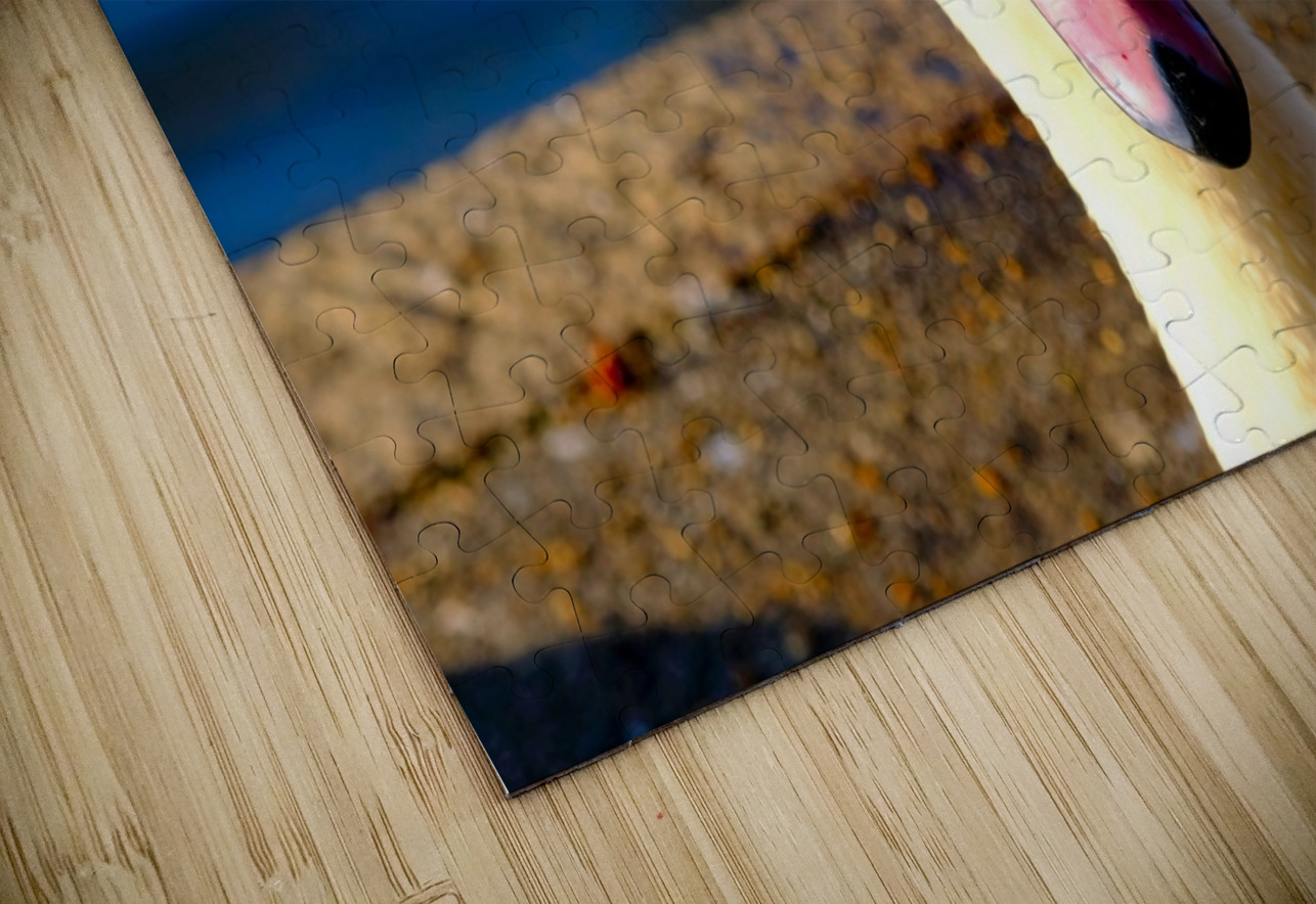 Riverside Swan Close-Up Click4Pix Puzzle