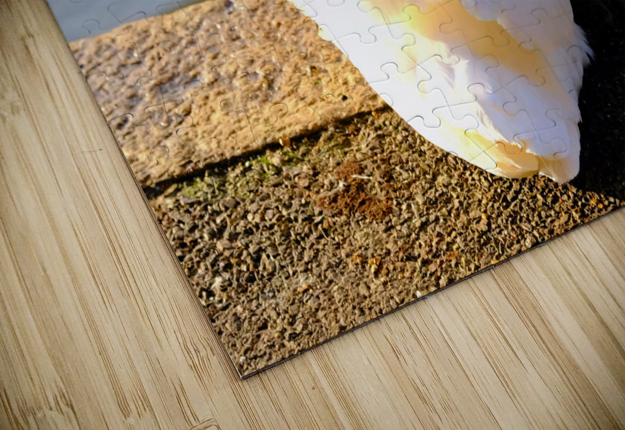 Wake Me Up Later Snoozing Swan  Click4Pix Puzzle