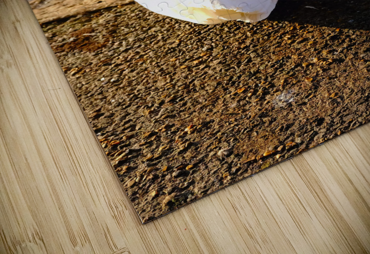 Swan at Rest Click4Pix Puzzle