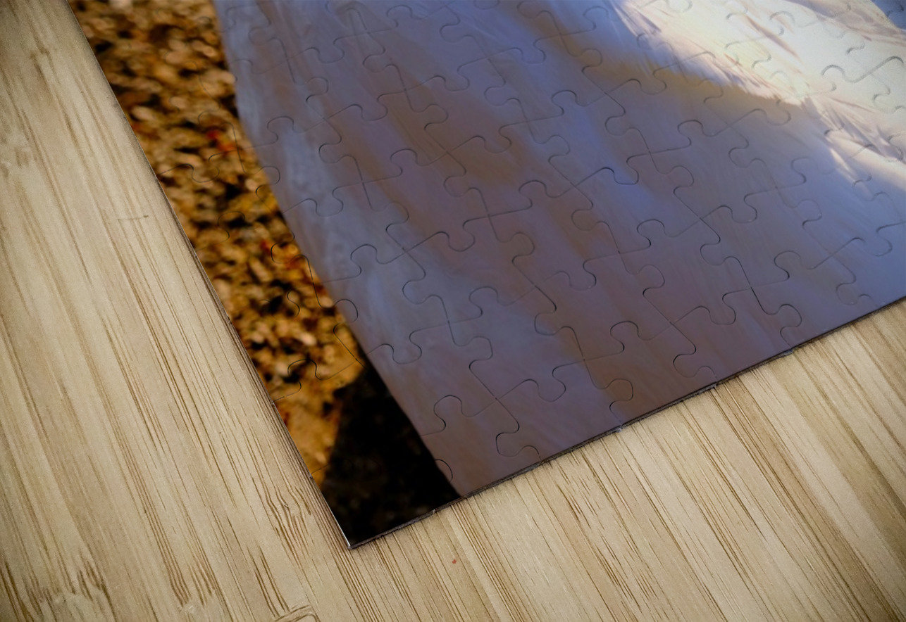 Got My Eye On You Swan Click4Pix Puzzle