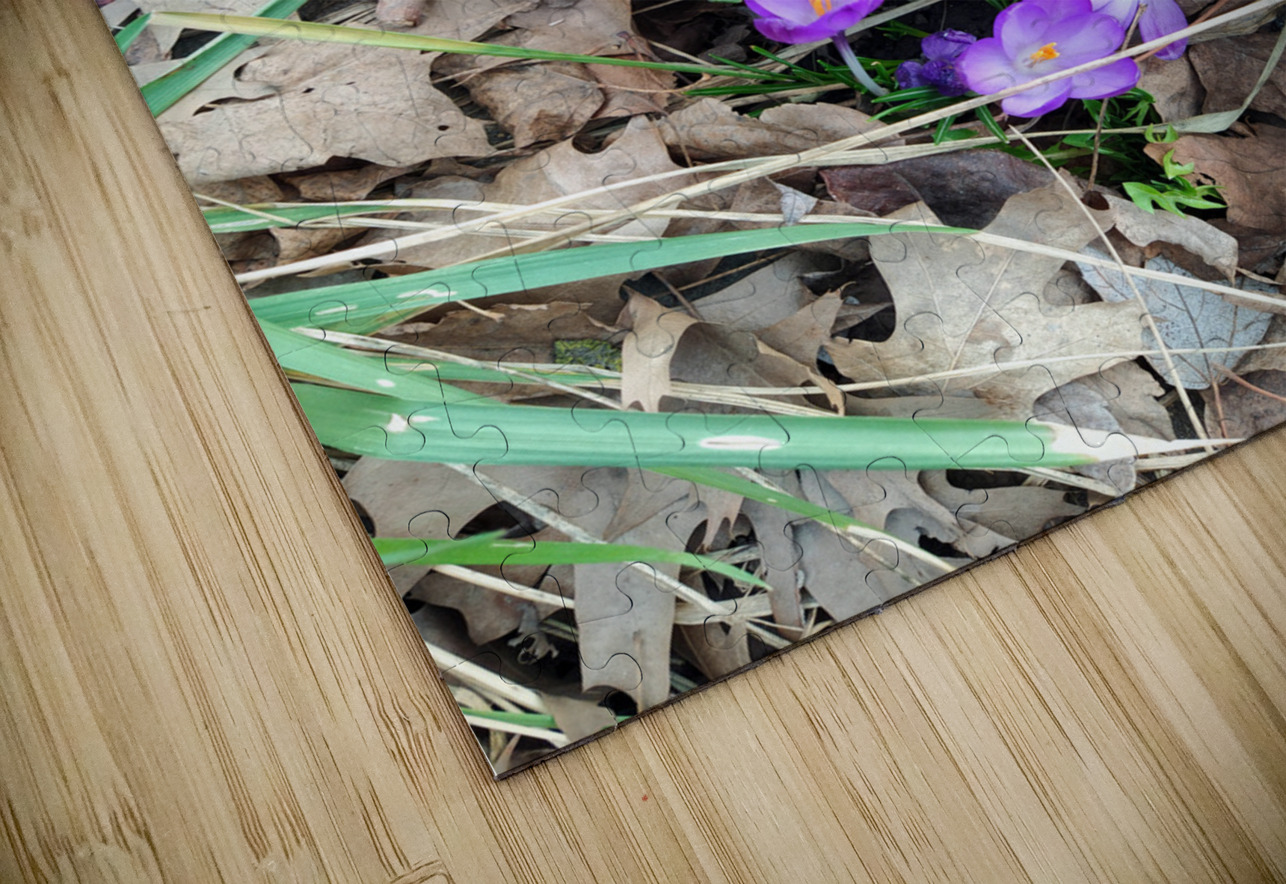 Crocus Rising Click4Pix Puzzle