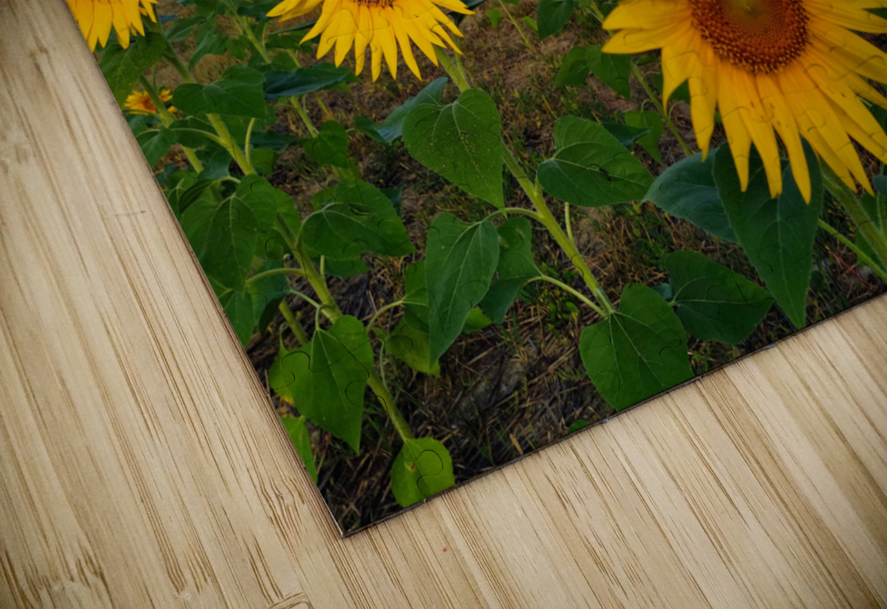 The Heart of Summer  Click4Pix Puzzle