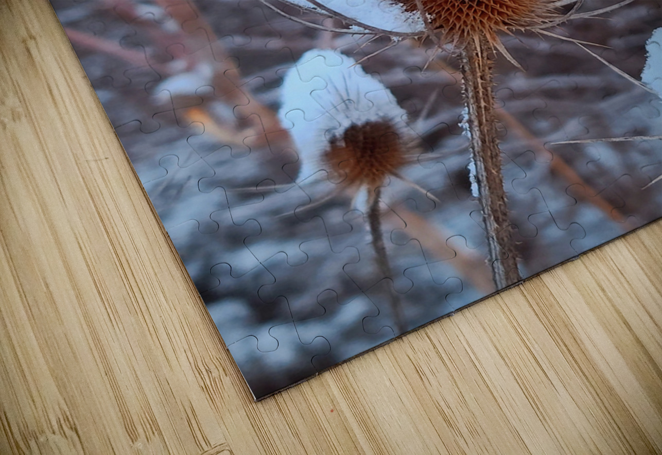 Thorny Lollipop Winter Thistle  Click4Pix Puzzle