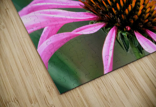 The Golden Heart of the Purple Coneflower Click4Pix puzzle