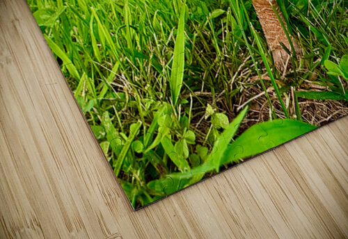 The Watcher in the Grass Click4Pix puzzle