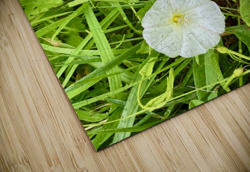 Bindweed Blossoms in the Grass Click4Pix puzzle