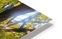 Fall Transition: Beneath the Light of Leaves HD Metal print