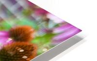 Coneflower Harmony HD Metal print