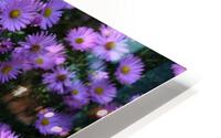 Pink Daisies 2 HD Metal print